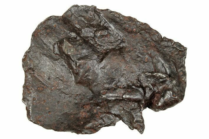 Sikhote-Alin Iron Meteorite Shrapnel ( g) - Russia #246966